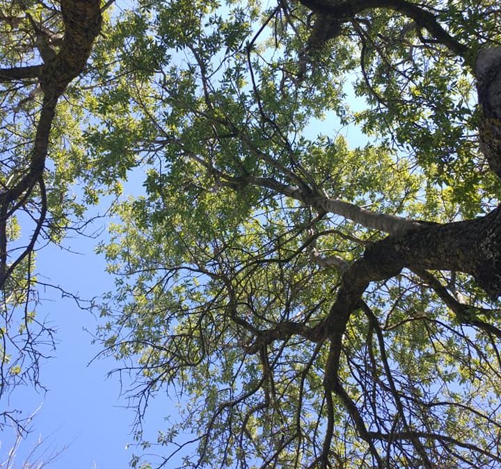 Faire l&rsquo;expérience du chant intuitif et chamanique. Un témoignage.